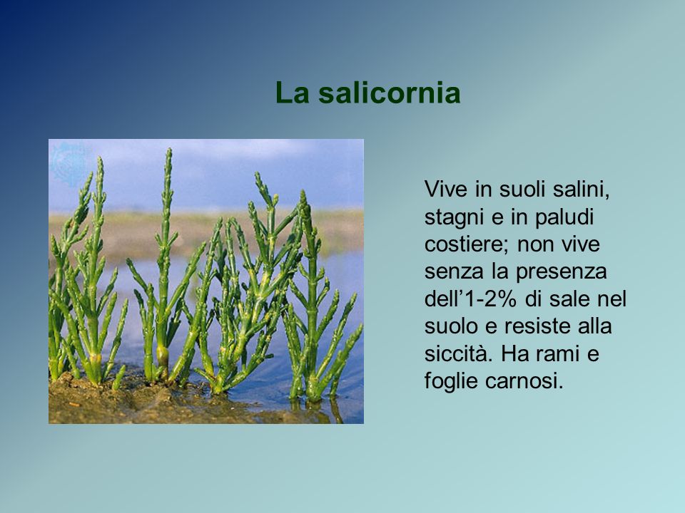 La salicornia Vive in suoli salini, stagni e in paludi costiere; non vive senza la presenza dell1-2% di sale nel suolo e resiste alla siccità.