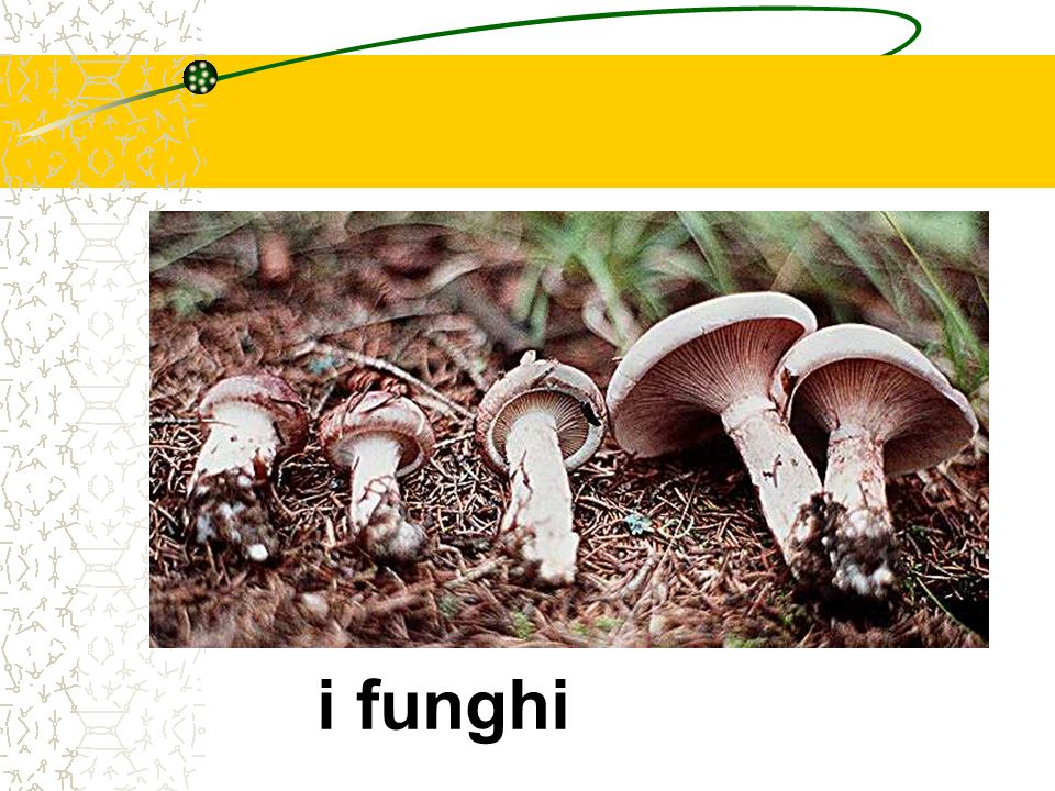 i funghi