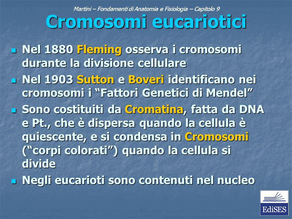 Martini – Fondamenti di Anatomia e Fisiologia – Capitolo 9 Cromosomi eucariotici Nel 1880 Fleming osserva i cromosomi durante la divisione cellulare Nel 1880 Fleming osserva i cromosomi durante la divisione cellulare Nel 1903 Sutton e Boveri identificano nei cromosomi i Fattori Genetici di Mendel Nel 1903 Sutton e Boveri identificano nei cromosomi i Fattori Genetici di Mendel Sono costituiti da Cromatina, fatta da DNA e Pt., che è dispersa quando la cellula è quiescente, e si condensa in Cromosomi (corpi colorati) quando la cellula si divide Sono costituiti da Cromatina, fatta da DNA e Pt., che è dispersa quando la cellula è quiescente, e si condensa in Cromosomi (corpi colorati) quando la cellula si divide Negli eucarioti sono contenuti nel nucleo Negli eucarioti sono contenuti nel nucleo