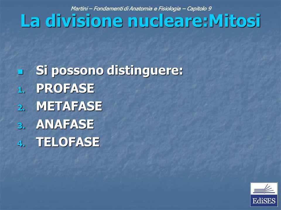Martini – Fondamenti di Anatomia e Fisiologia – Capitolo 9 La divisione nucleare:Mitosi Si possono distinguere: Si possono distinguere: 1.
