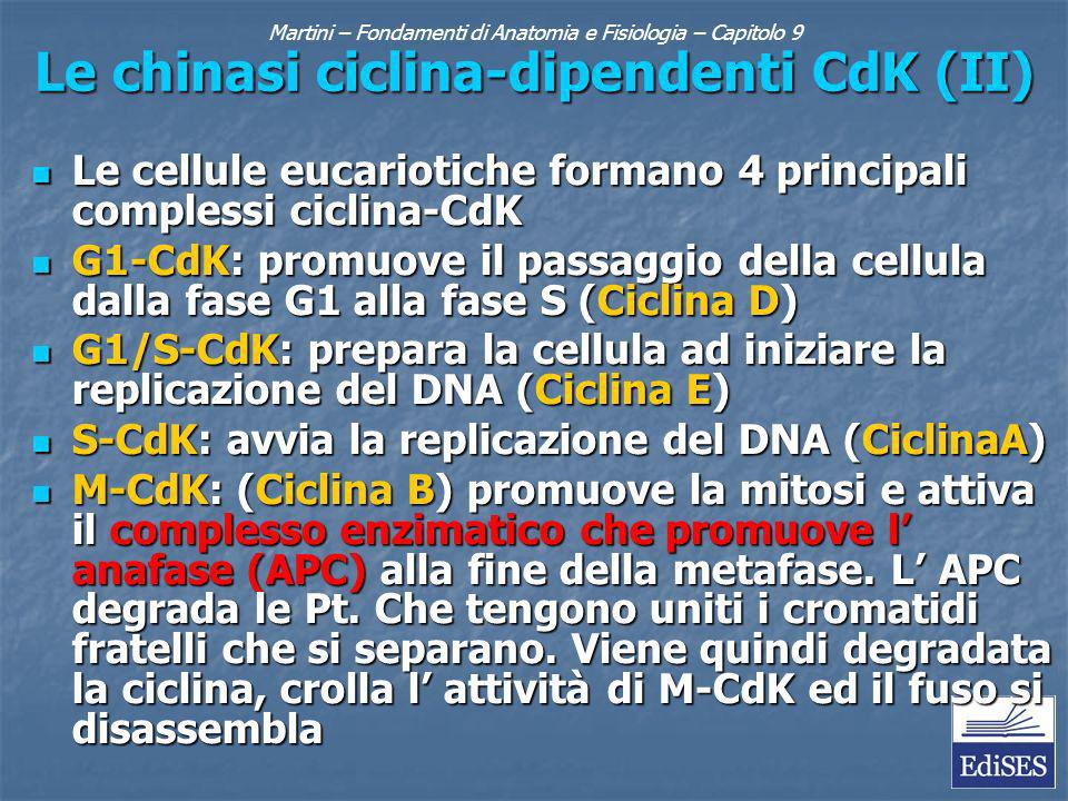 Le chinasi ciclina-dipendenti CdK (II) Le cellule eucariotiche formano 4 principali complessi ciclina-CdK Le cellule eucariotiche formano 4 principali complessi ciclina-CdK G1-CdK: promuove il passaggio della cellula dalla fase G1 alla fase S (Ciclina D) G1-CdK: promuove il passaggio della cellula dalla fase G1 alla fase S (Ciclina D) G1/S-CdK: prepara la cellula ad iniziare la replicazione del DNA (Ciclina E) G1/S-CdK: prepara la cellula ad iniziare la replicazione del DNA (Ciclina E) S-CdK: avvia la replicazione del DNA (CiclinaA) S-CdK: avvia la replicazione del DNA (CiclinaA) M-CdK: (Ciclina B) promuove la mitosi e attiva il complesso enzimatico che promuove l anafase (APC) alla fine della metafase.