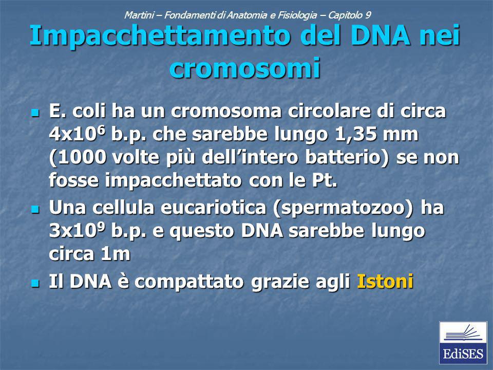 Martini – Fondamenti di Anatomia e Fisiologia – Capitolo 9 Impacchettamento del DNA nei cromosomi E.