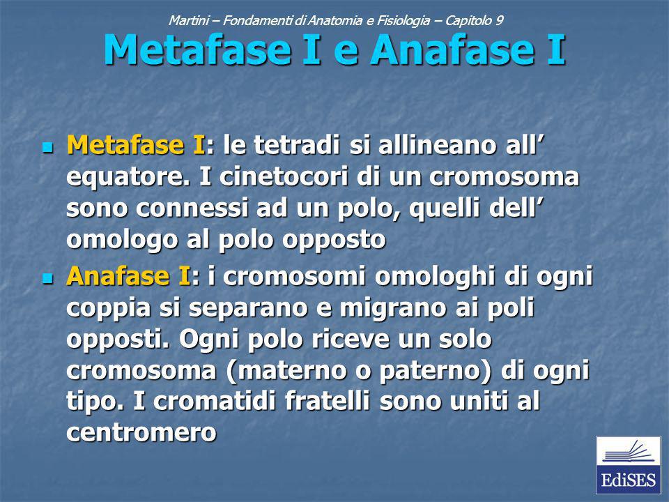 Metafase I e Anafase I Metafase I: le tetradi si allineano all equatore.