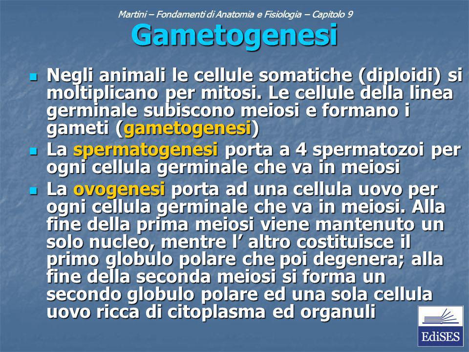 Martini – Fondamenti di Anatomia e Fisiologia – Capitolo 9 Gametogenesi Negli animali le cellule somatiche (diploidi) si moltiplicano per mitosi.