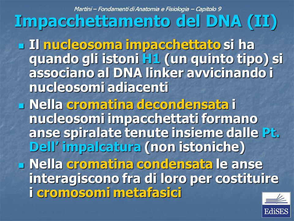 Martini – Fondamenti di Anatomia e Fisiologia – Capitolo 9 Impacchettamento del DNA (II) Il nucleosoma impacchettato si ha quando gli istoni H1 (un quinto tipo) si associano al DNA linker avvicinando i nucleosomi adiacenti Il nucleosoma impacchettato si ha quando gli istoni H1 (un quinto tipo) si associano al DNA linker avvicinando i nucleosomi adiacenti Nella cromatina decondensata i nucleosomi impacchettati formano anse spiralate tenute insieme dalle Pt.