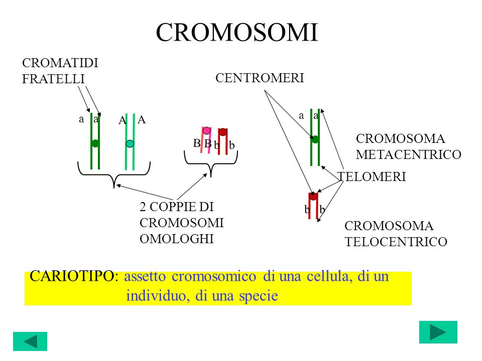 CROMOSOMI CROMOSOMA METACENTRICO A A a b B 2 COPPIE DI CROMOSOMI OMOLOGHI CROMATIDI FRATELLI CENTROMERI a b TELOMERI CROMOSOMA TELOCENTRICO CARIOTIPO: assetto cromosomico di una cellula, di un individuo, di una specie