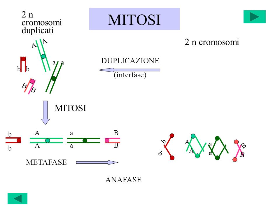 MITOSI b b A A a a B B bbbb AAAA aaaa BBBB METAFASE A a b B MITOSI DUPLICAZIONE (interfase) 2 n cromosomi duplicati 2 n cromosomi ANAFASE