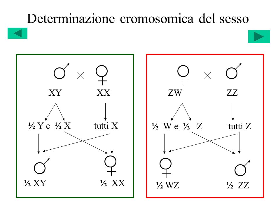 Determinazione cromosomica del sesso ZW ZZ ½ W e ½ Z tutti Z ½ WZ ½ ZZ XY XX ½ XY ½ XX ½ Y e ½ X tutti X