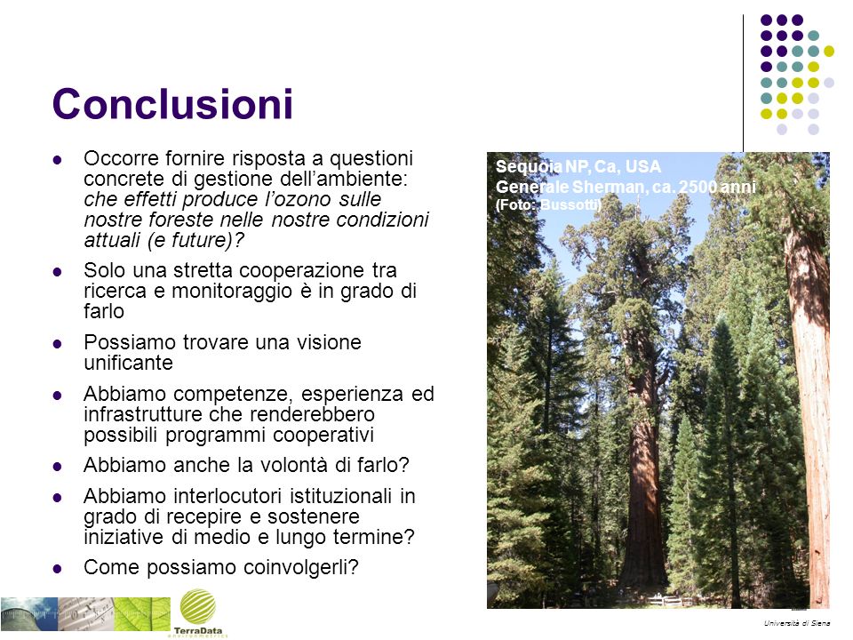 Università di Siena Conclusioni Occorre fornire risposta a questioni concrete di gestione dellambiente: che effetti produce lozono sulle nostre foreste nelle nostre condizioni attuali (e future).