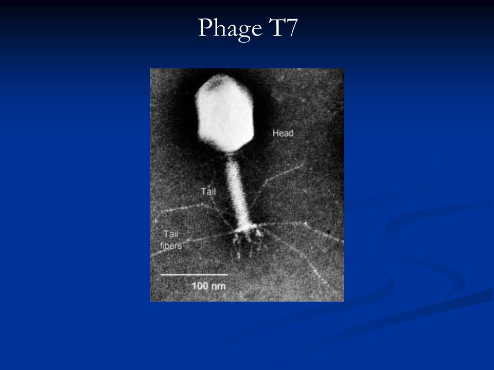 Phage T7