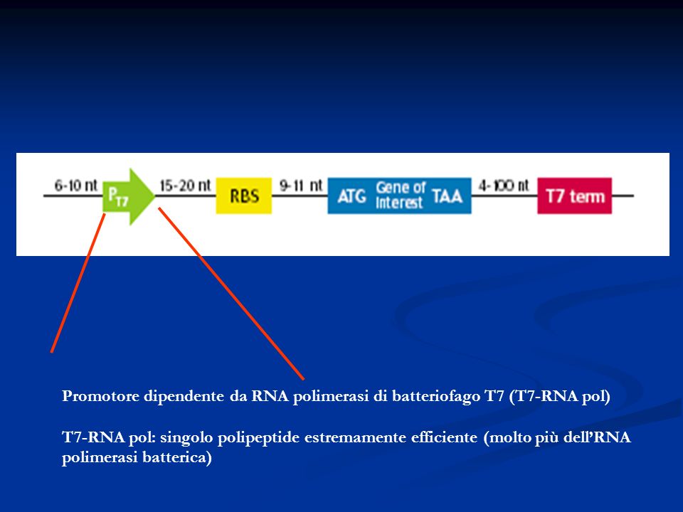 Promotore dipendente da RNA polimerasi di batteriofago T7 (T7-RNA pol) T7-RNA pol: singolo polipeptide estremamente efficiente (molto più dellRNA polimerasi batterica)
