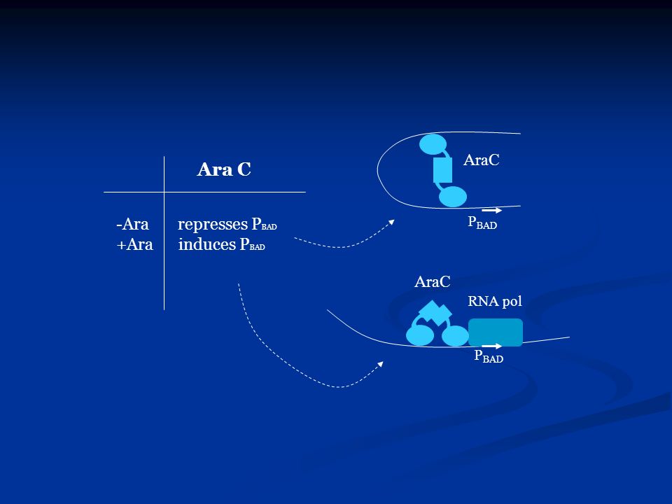 Ara C -Ara represses P BAD +Ara induces P BAD RNA pol P BAD AraC P BAD