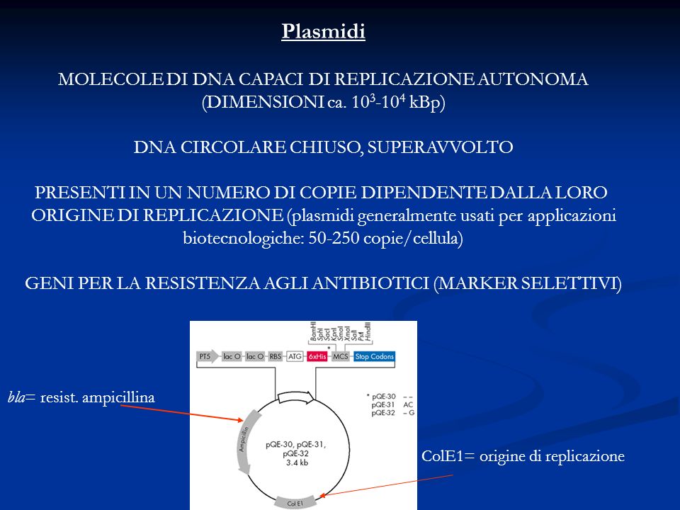 Plasmidi MOLECOLE DI DNA CAPACI DI REPLICAZIONE AUTONOMA (DIMENSIONI ca.