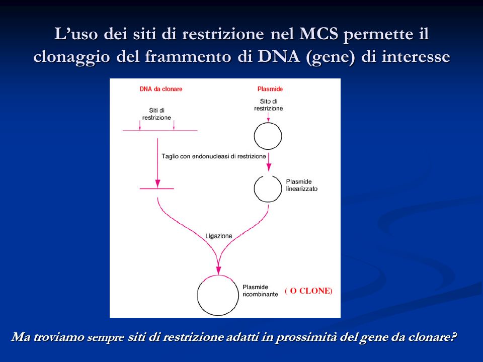 Luso dei siti di restrizione nel MCS permette il clonaggio del frammento di DNA (gene) di interesse Ma troviamo sempre siti di restrizione adatti in prossimità del gene da clonare