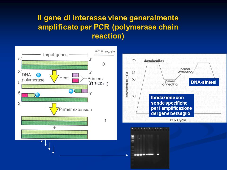 Il gene di interesse viene generalmente amplificato per PCR (polymerase chain reaction) Ibridazione con sonde specifiche per lamplificazione del gene bersaglio DNA-sintesi (15-20 nt)