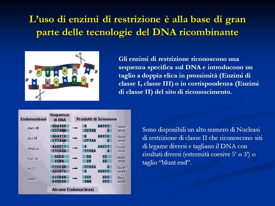 Luso di enzimi di restrizione è alla base di gran parte delle tecnologie del DNA ricombinante Gli enzimi di restrizione riconoscono una sequenza specifica sul DNA e introducono un taglio a doppia elica in prossimità (Enzimi di classe I, classe III) o in corrispondenza (Enzimi di classe II) del sito di riconoscimento.