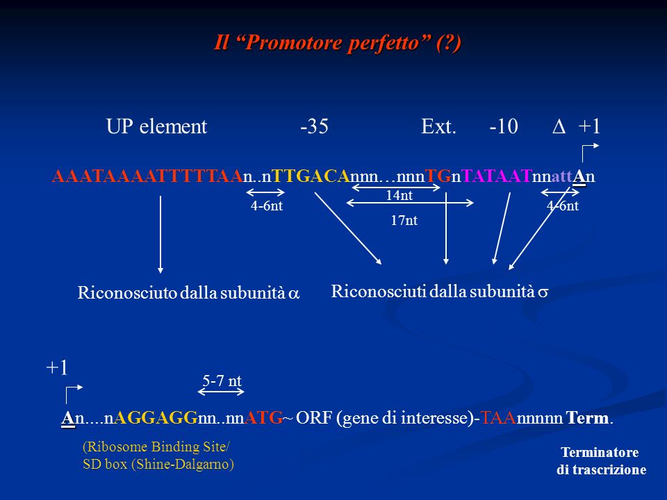 Il Promotore perfetto ( ) A AAATAAAATTTTTAAn..nTTGACAnnn…nnnTGnTATAATnnattAn Riconosciuto dalla subunità Riconosciuti dalla subunità 4-6nt 14nt 17nt 4-6nt +1-10Ext.-35UP element +1 A An....nAGGAGGnn..nnATG~ ORF (gene di interesse)-TAAnnnnn Term.