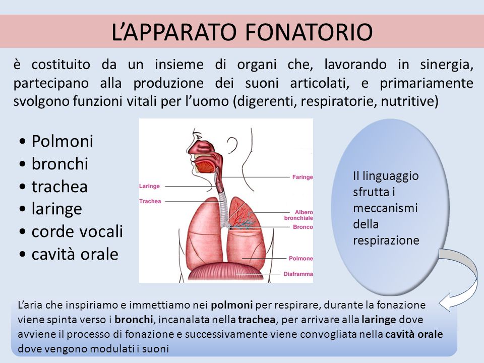 La Voce - Lessons - Tes Teach