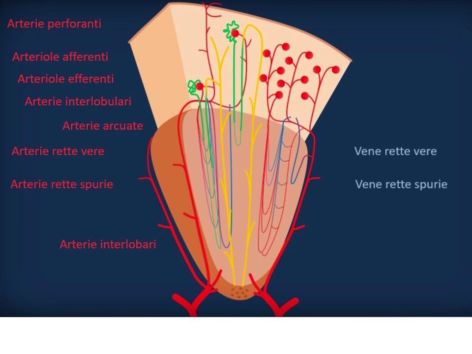 Arterie hotsell rette spurie