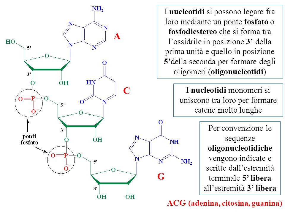 I nucleotidi si possono legare fra loro mediante un ponte fosfato o fosfodiestereo che si forma tra l’ossidrile in posizione 3’ della prima unità e quello in posizione 5’della seconda per formare degli oligomeri (oligonucleotidi) A C G I nucleotidi monomeri si uniscono tra loro per formare catene molto lunghe Per convenzione le sequenze oligonucleotidiche vengono indicate e scritte dall’estremità terminale 5’ libera all’estremità 3’ libera ACG (adenina, citosina, guanina)