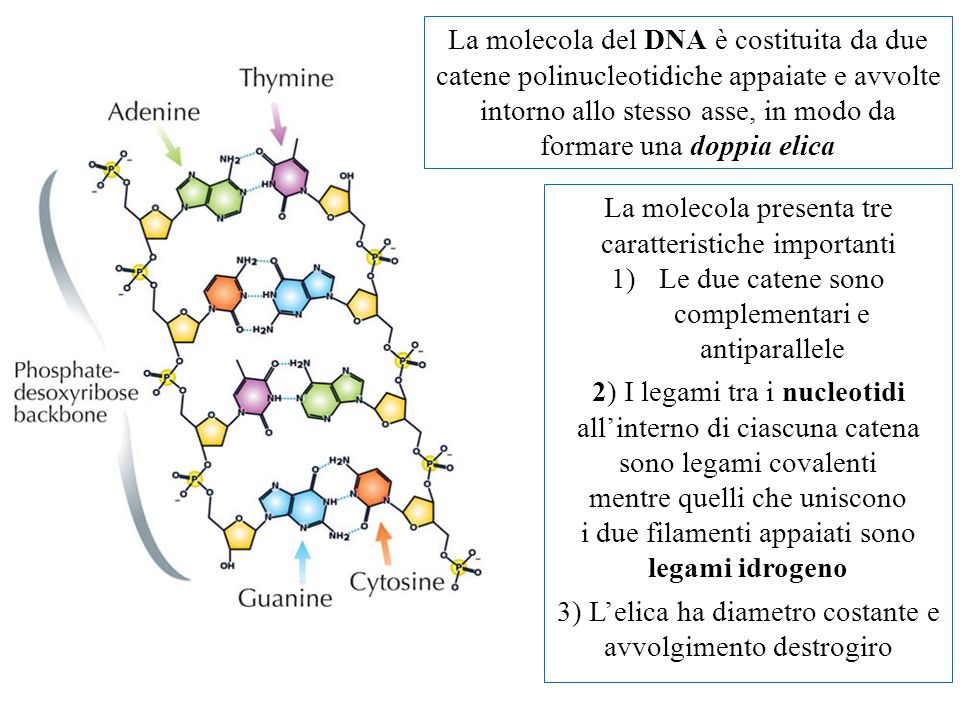 La molecola del DNA è costituita da due catene polinucleotidiche appaiate e avvolte intorno allo stesso asse, in modo da formare una doppia elica La molecola presenta tre caratteristiche importanti 1)Le due catene sono complementari e antiparallele 2) I legami tra i nucleotidi all’interno di ciascuna catena sono legami covalenti mentre quelli che uniscono i due filamenti appaiati sono legami idrogeno 3) L’elica ha diametro costante e avvolgimento destrogiro
