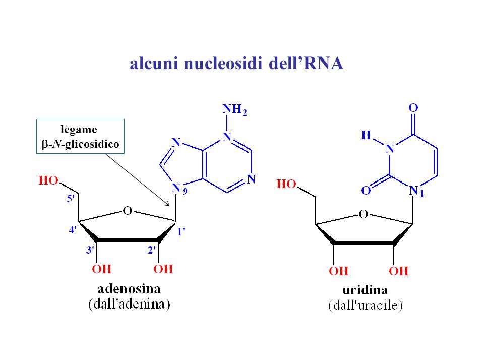 alcuni nucleosidi dell’RNA legame  -N-glicosidico