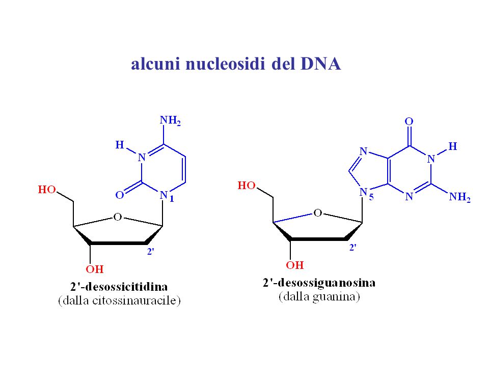 alcuni nucleosidi del DNA