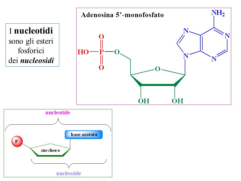 I nucleotidi sono gli esteri fosforici dei nucleosidi Adenosina 5’-monofosfato