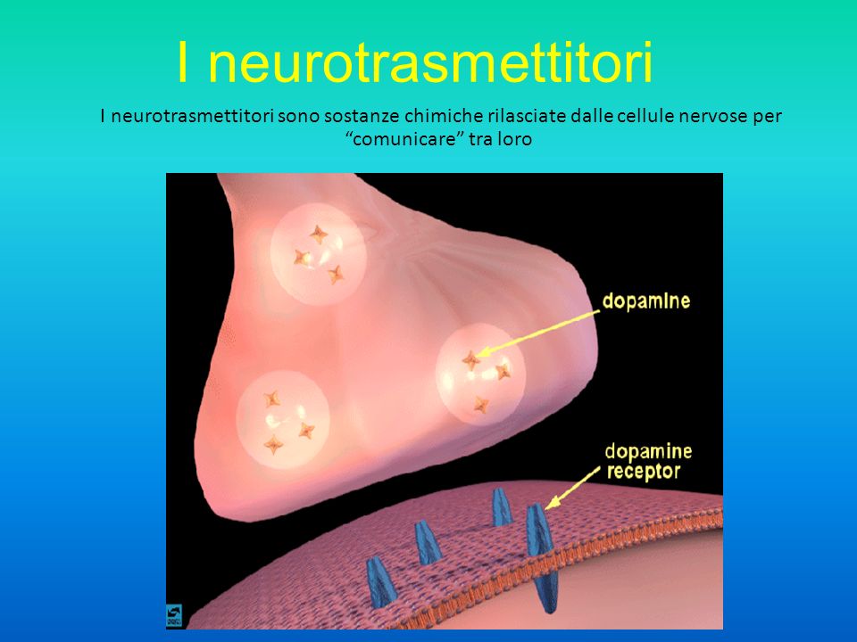 I neurotrasmettitori I neurotrasmettitori sono sostanze chimiche rilasciate dalle cellule nervose per comunicare tra loro