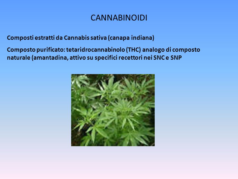 CANNABINOIDI Composti estratti da Cannabis sativa (canapa indiana) Composto purificato: tetaridrocannabinolo (THC) analogo di composto naturale (amantadina, attivo su specifici recettori nei SNC e SNP