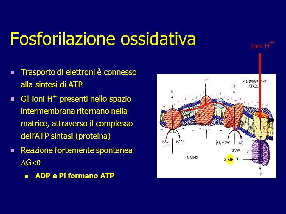 Fosforilazione ossidativa Trasporto di elettroni è connesso alla sintesi di ATP Trasporto di elettroni è connesso alla sintesi di ATP Gli ioni H + presenti nello spazio intermembrana ritornano nella matrice, attraverso il complesso dellATP sintasi (proteina) Gli ioni H + presenti nello spazio intermembrana ritornano nella matrice, attraverso il complesso dellATP sintasi (proteina) Reazione fortemente spontanea G <0 Reazione fortemente spontanea G <0 ADP e Pi formano ATP ADP e Pi formano ATP Ioni H +