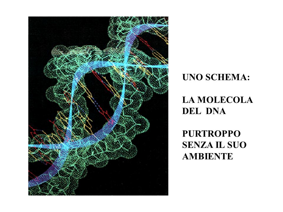 UNO SCHEMA: LA MOLECOLA DEL DNA PURTROPPO SENZA IL SUO AMBIENTE