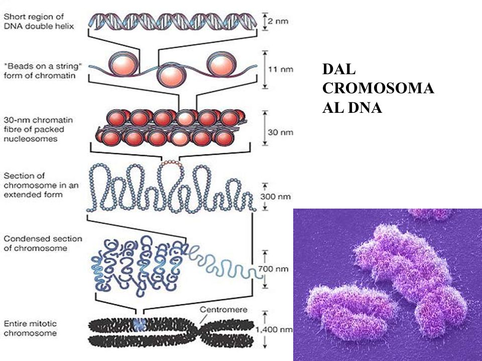 DAL CROMOSOMA AL DNA