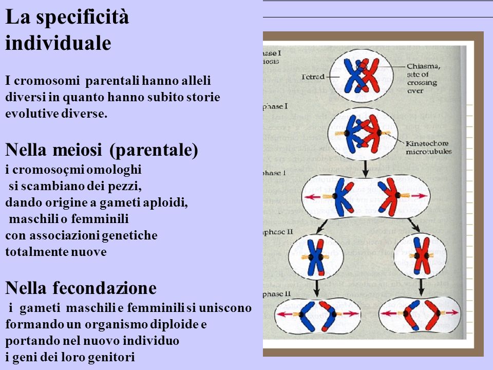 La specificità individuale I cromosomi parentali hanno alleli diversi in quanto hanno subito storie evolutive diverse.