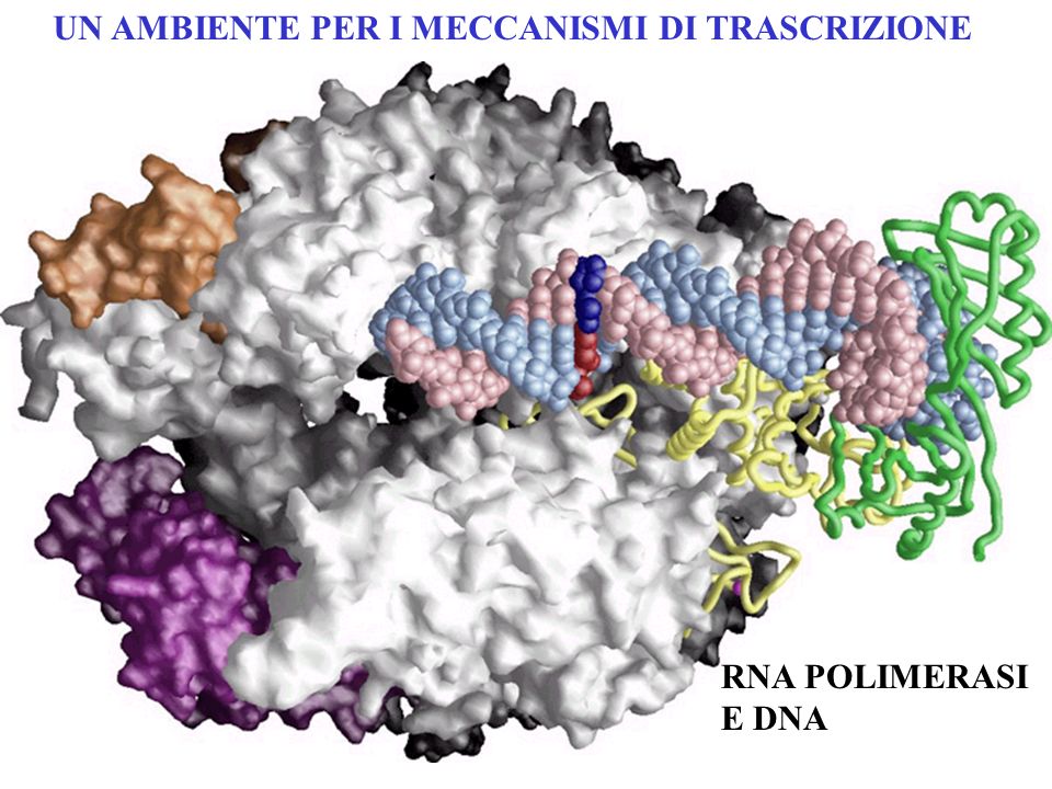 RNA POLIMERASI E DNA UN AMBIENTE PER I MECCANISMI DI TRASCRIZIONE