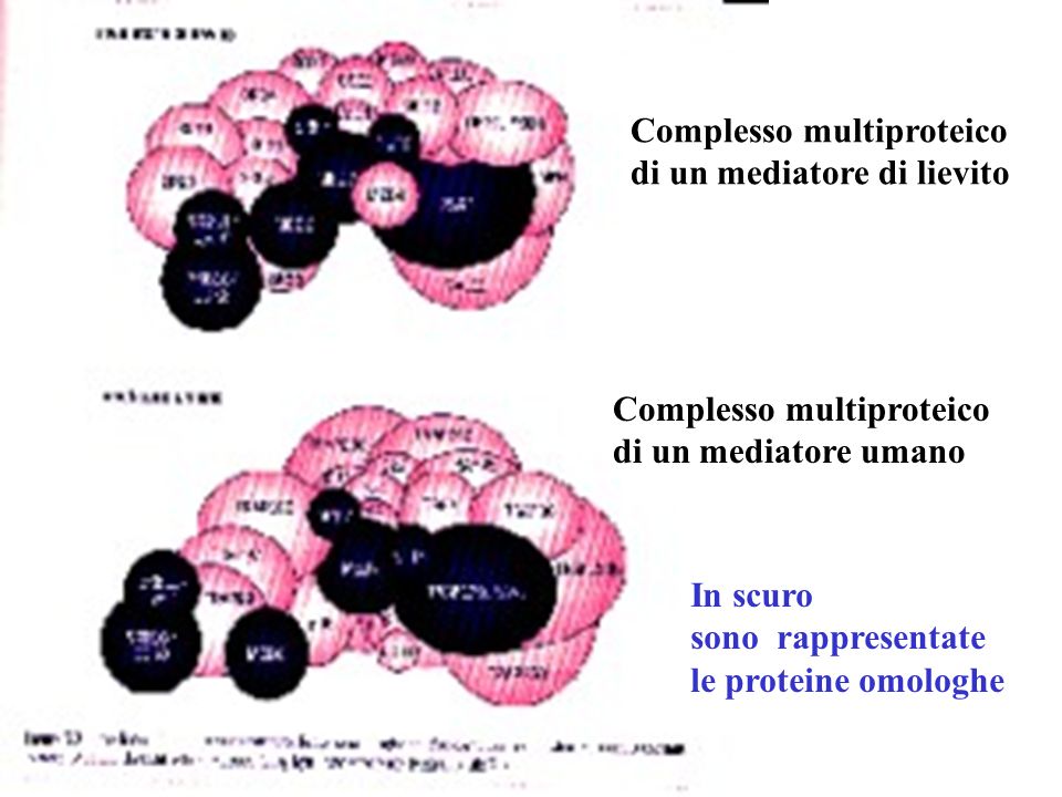 Complesso multiproteico di un mediatore di lievito Complesso multiproteico di un mediatore umano In scuro sono rappresentate le proteine omologhe