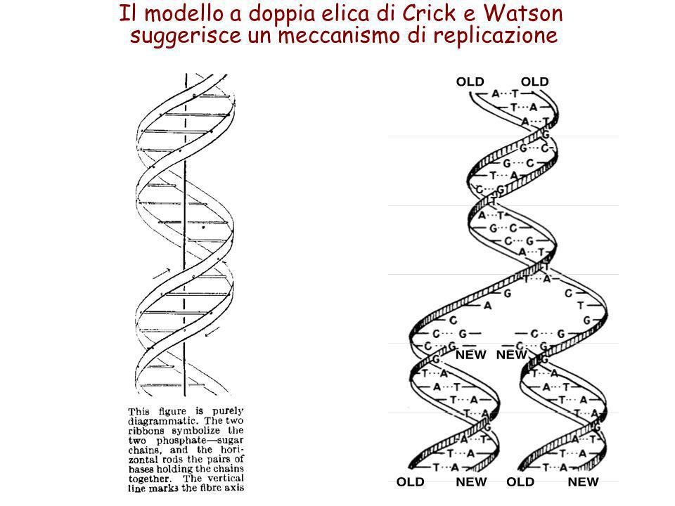 Il modello a doppia elica di Crick e Watson suggerisce un meccanismo di replicazione