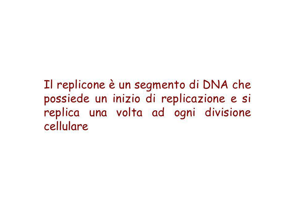 Il replicone è un segmento di DNA che possiede un inizio di replicazione e si replica una volta ad ogni divisione cellulare