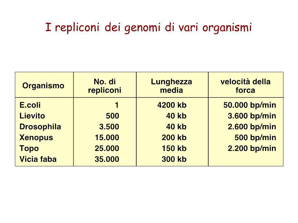 I repliconi dei genomi di vari organismi