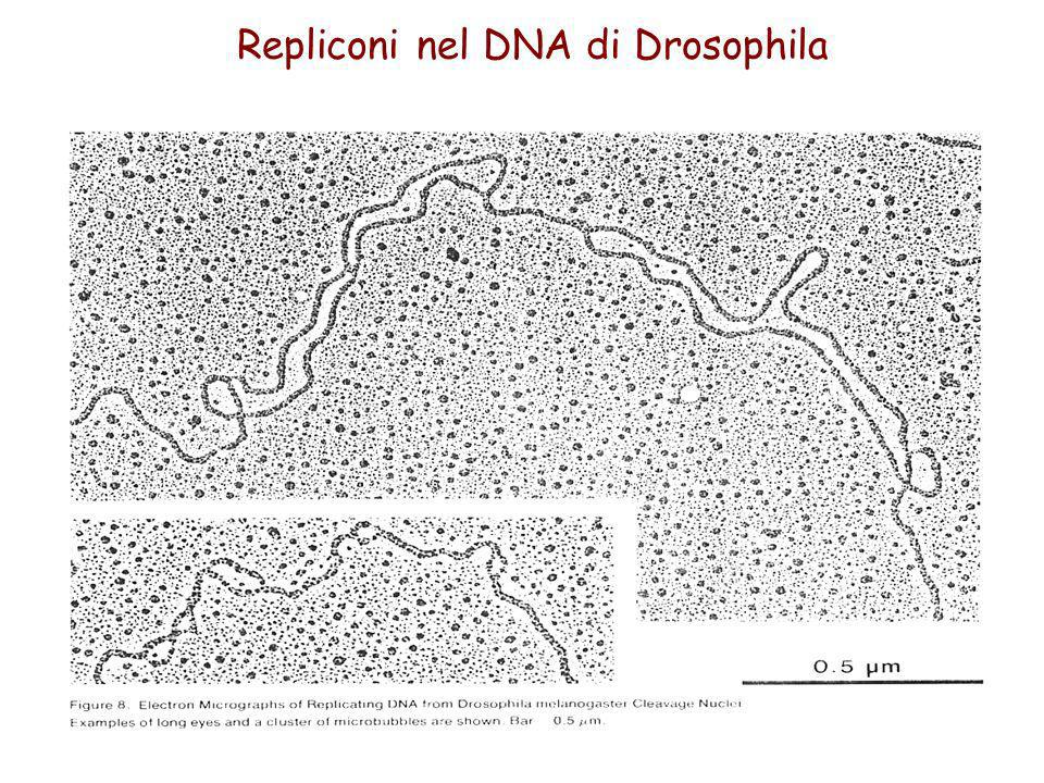 Repliconi nel DNA di Drosophila