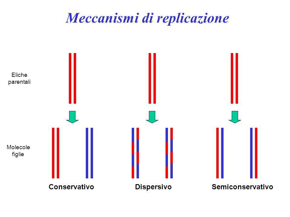 Eliche parentali Molecole figlie ConservativoDispersivoSemiconservativo Meccanismi di replicazione