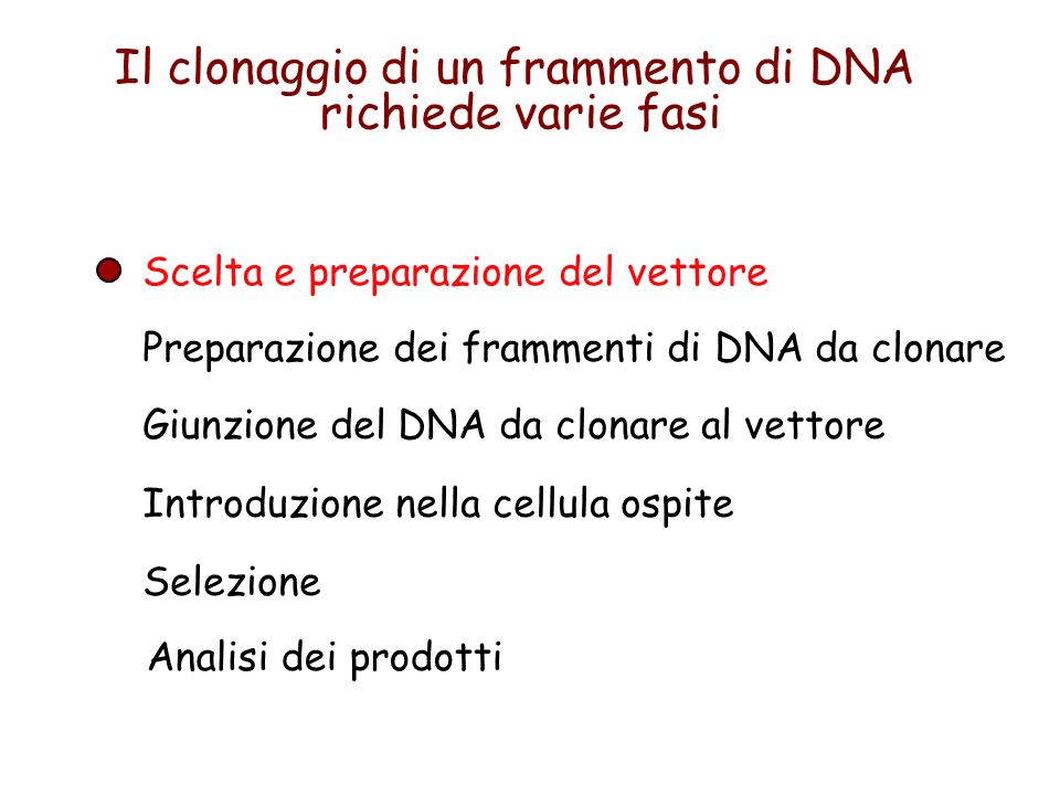 Preparazione dei frammenti di DNA da clonare Giunzione del DNA da clonare al vettore Introduzione nella cellula ospite Selezione Scelta e preparazione del vettore Il clonaggio di un frammento di DNA richiede varie fasi Analisi dei prodotti