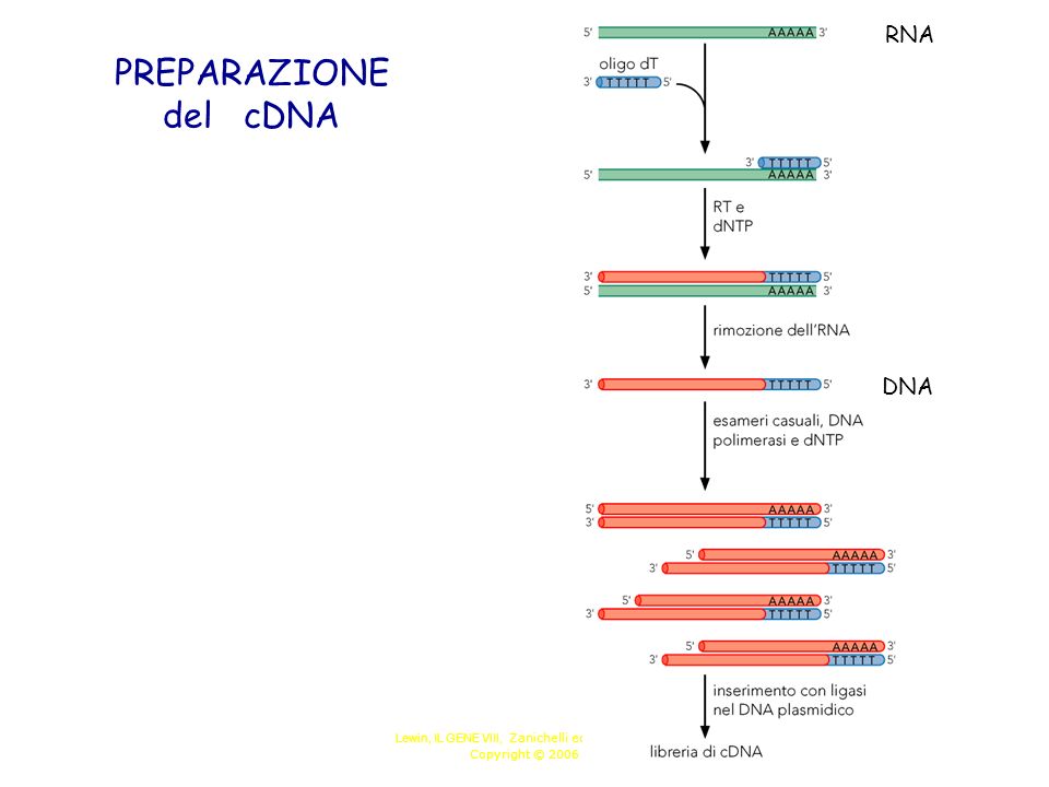 Lewin, IL GENE VIII, Zanichelli editore S.p.A. Copyright © 2006 PREPARAZIONE del cDNA RNA DNA