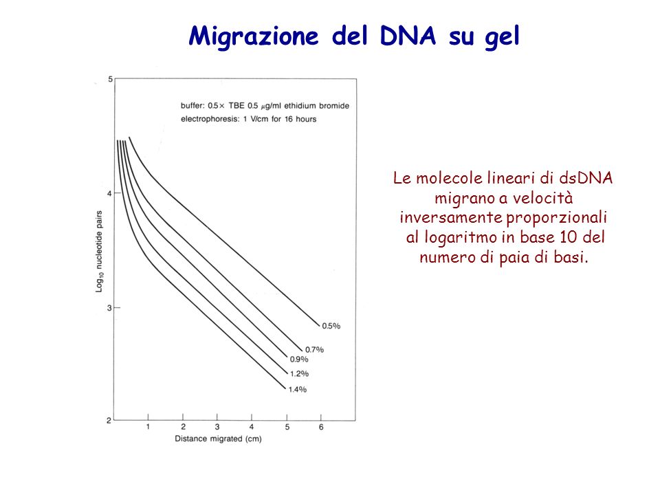 Migrazione del DNA su gel Le molecole lineari di dsDNA migrano a velocità inversamente proporzionali al logaritmo in base 10 del numero di paia di basi.