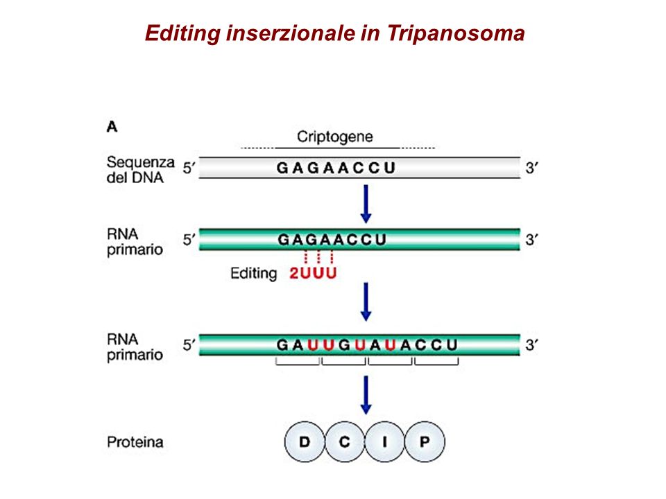 Editing inserzionale in Tripanosoma
