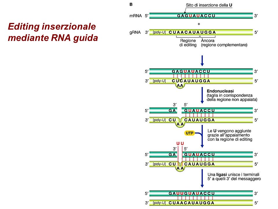 Editing inserzionale mediante RNA guida