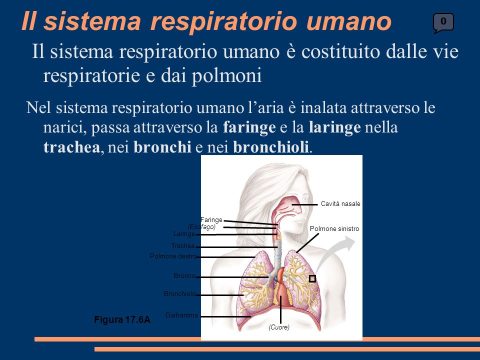 Il sistema respiratorio umano è costituito dalle vie respiratorie e dai polmoni Nel sistema respiratorio umano laria è inalata attraverso le narici, passa attraverso la faringe e la laringe nella trachea, nei bronchi e nei bronchioli.