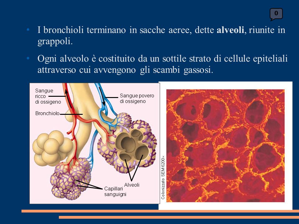 I bronchioli terminano in sacche aeree, dette alveoli, riunite in grappoli.