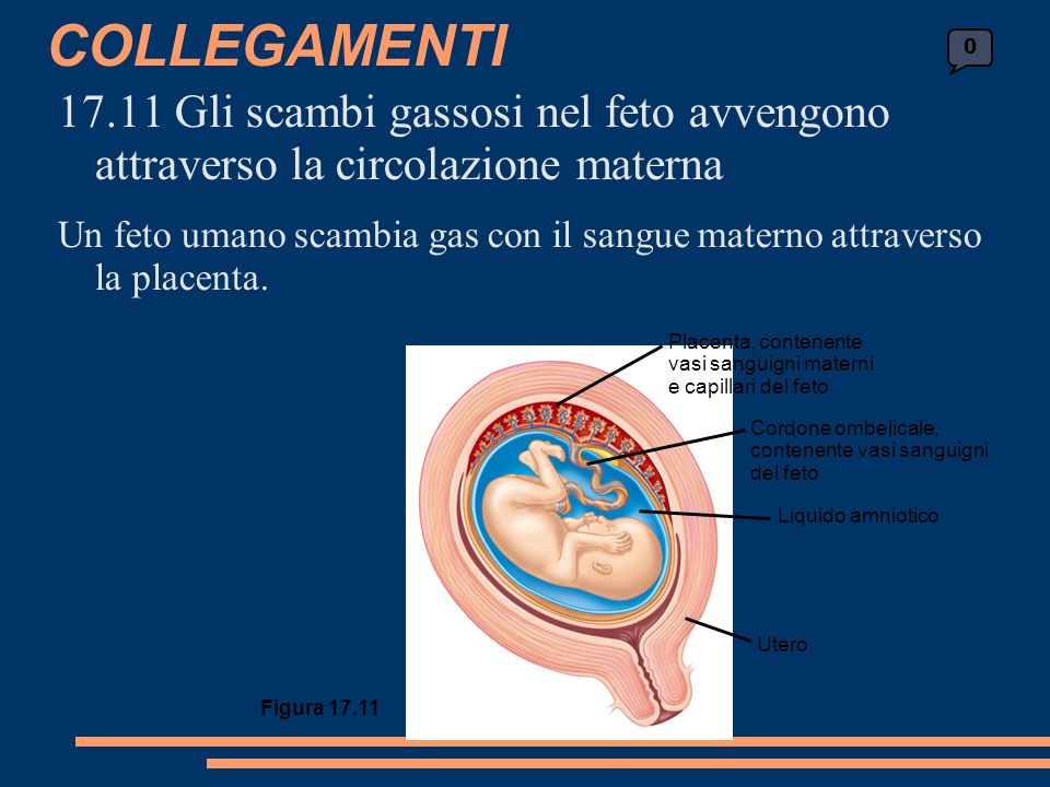 COLLEGAMENTI Gli scambi gassosi nel feto avvengono attraverso la circolazione materna Un feto umano scambia gas con il sangue materno attraverso la placenta.