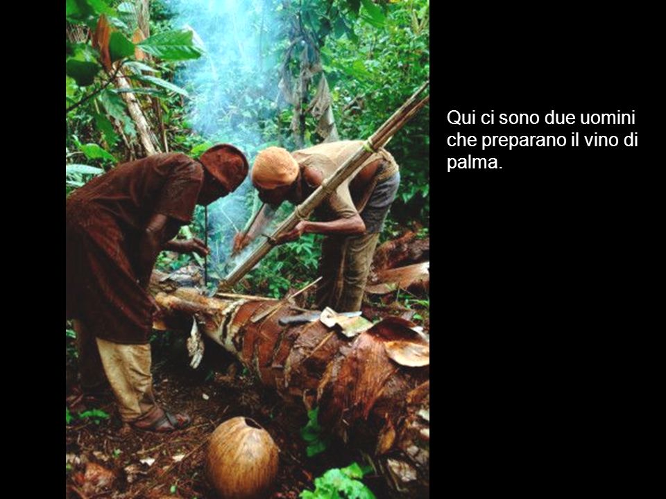Qui ci sono due uomini che preparano il vino di palma.